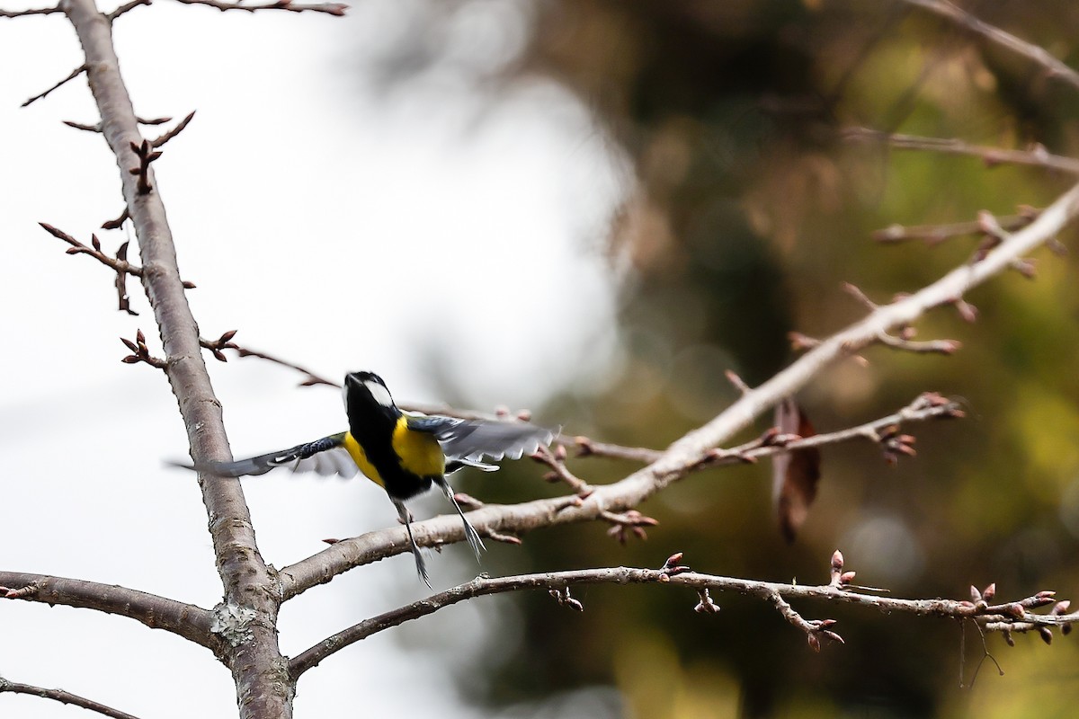 Green-backed Tit - ML308301191