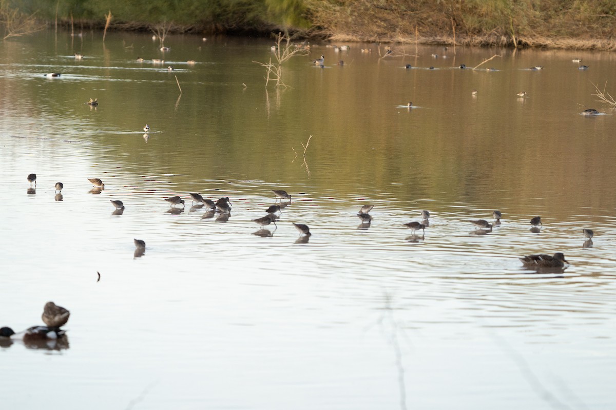 Long-billed Dowitcher - Steve Valasek