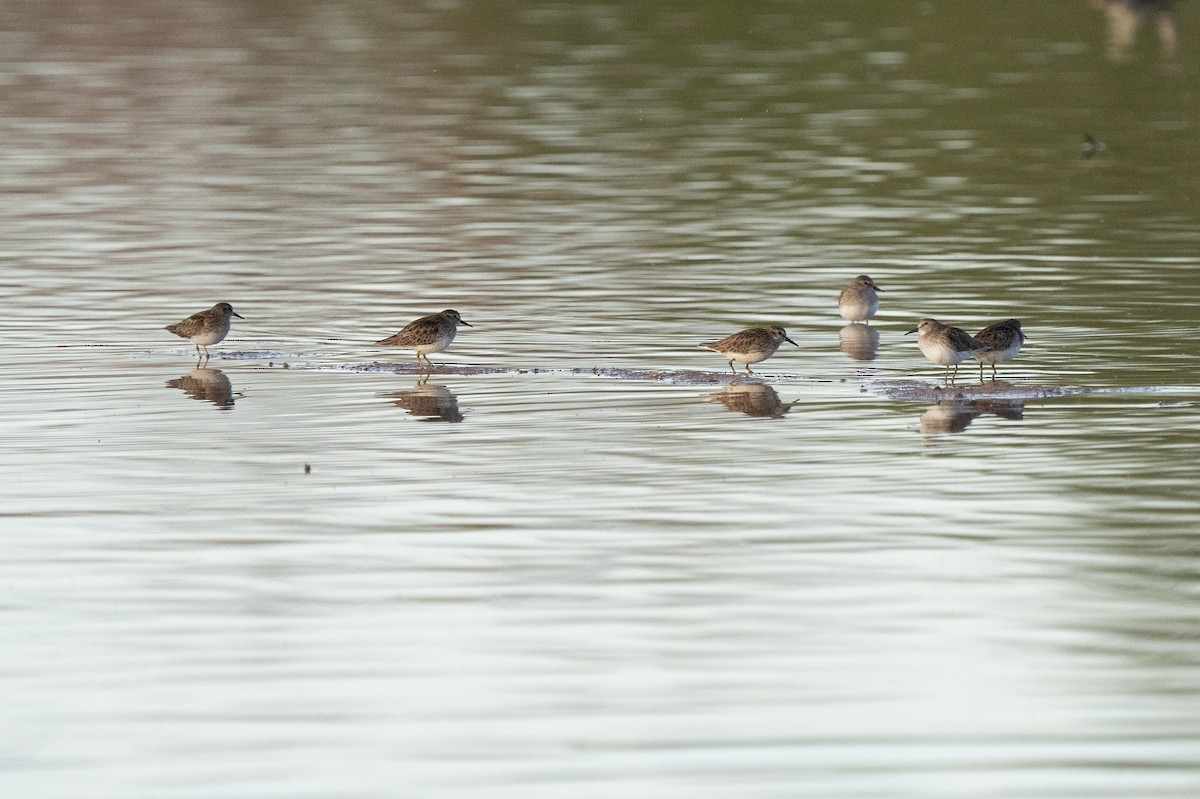 Least Sandpiper - Steve Valasek