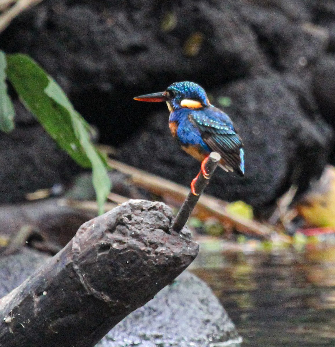 Indigo-banded Kingfisher - Chuck Heikkinen