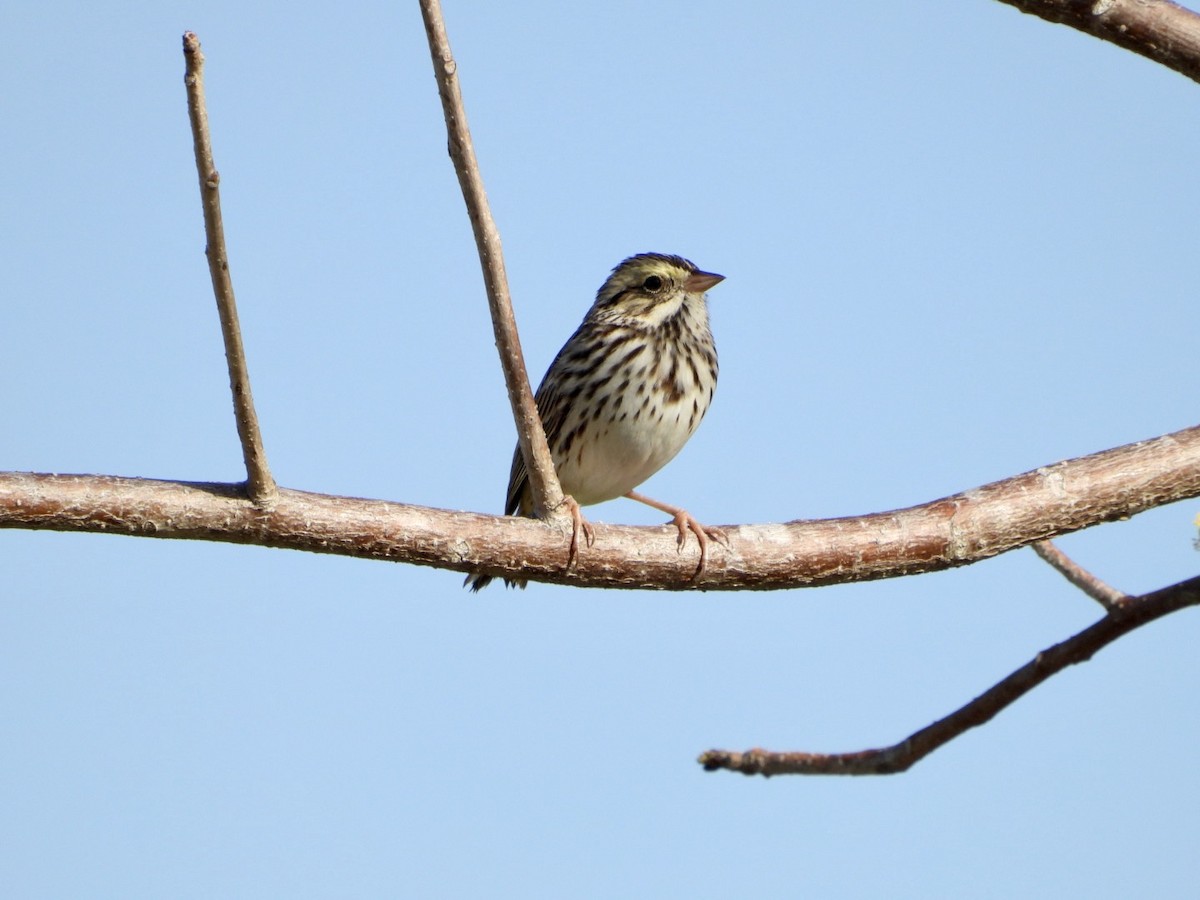 Savannah Sparrow - ML308301511