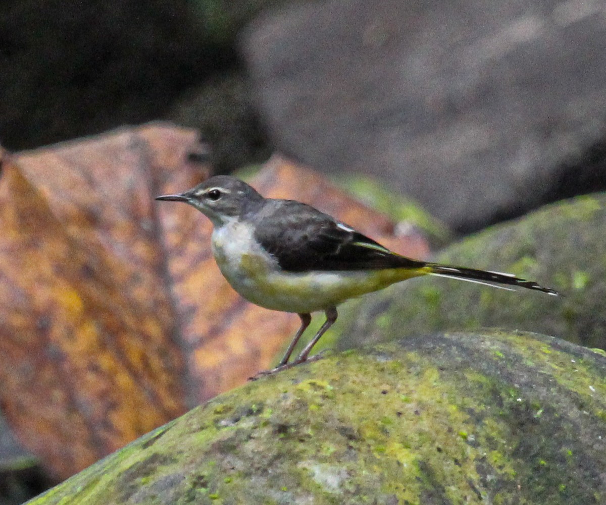 Gray Wagtail - Chuck Heikkinen