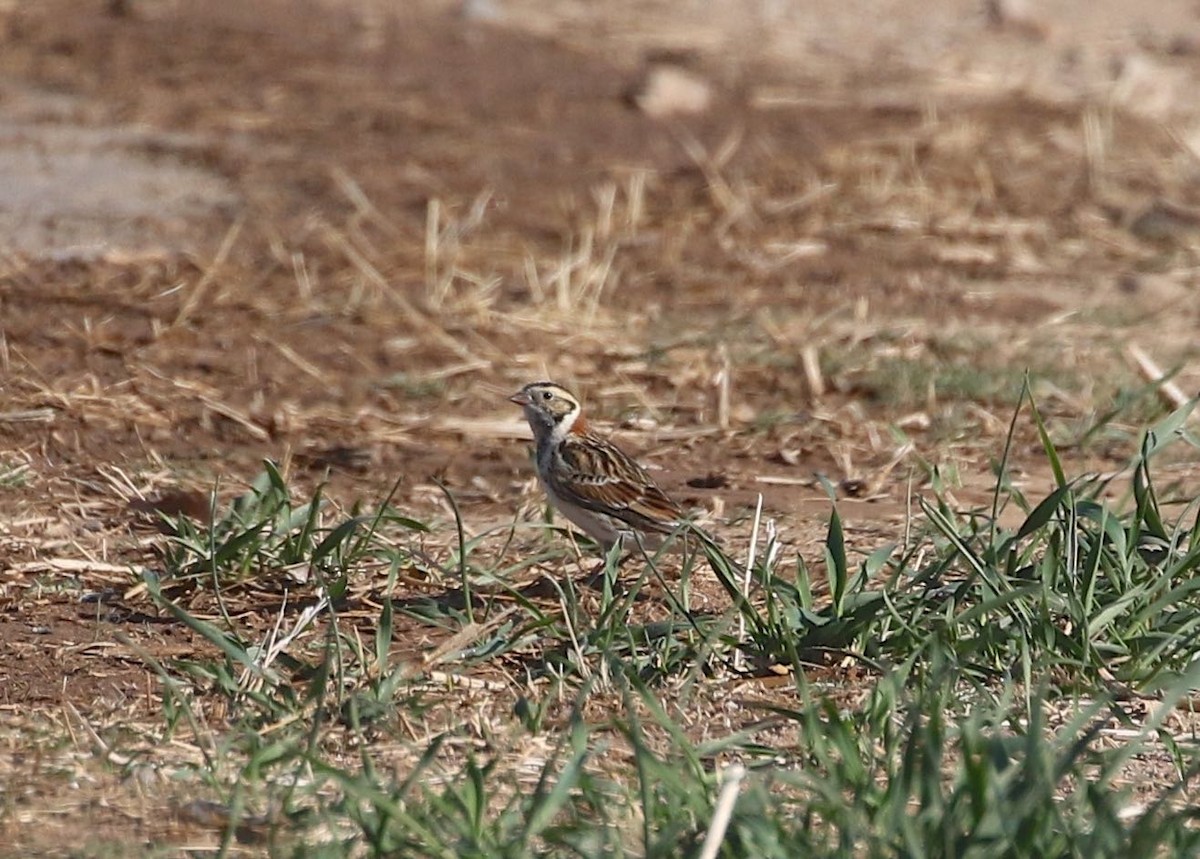 Lapland Longspur - ML308302611