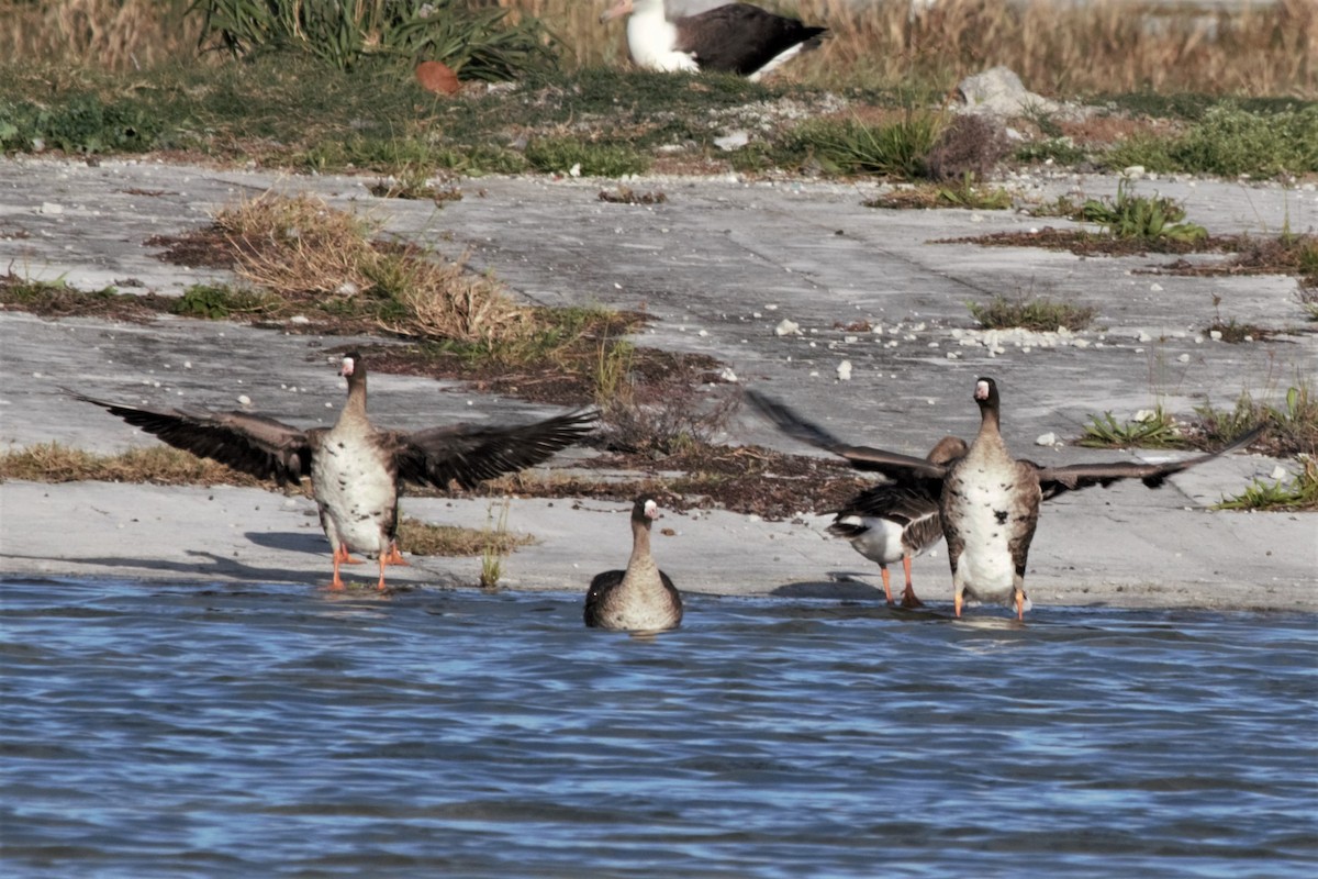 Greater White-fronted Goose - ML308302681