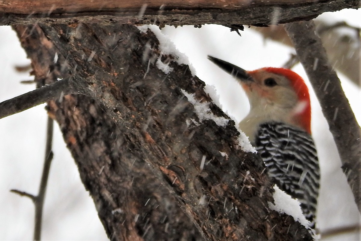 Red-bellied Woodpecker - Lorraine Morse