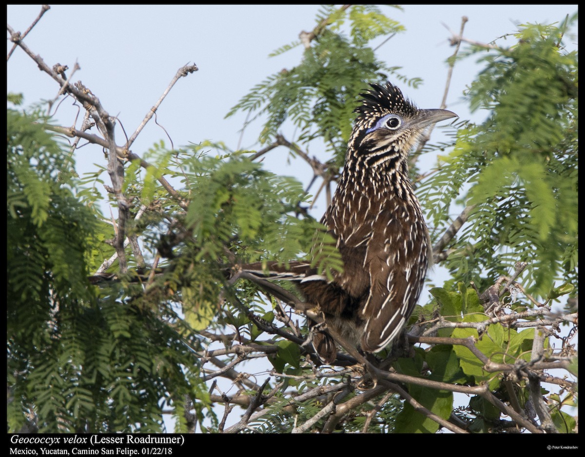 Lesser Roadrunner - ML308308441