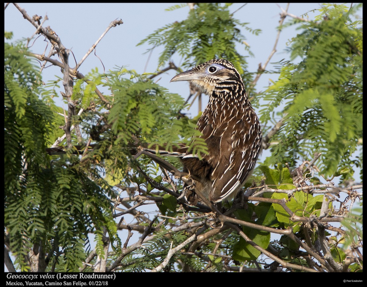 Lesser Roadrunner - ML308308451