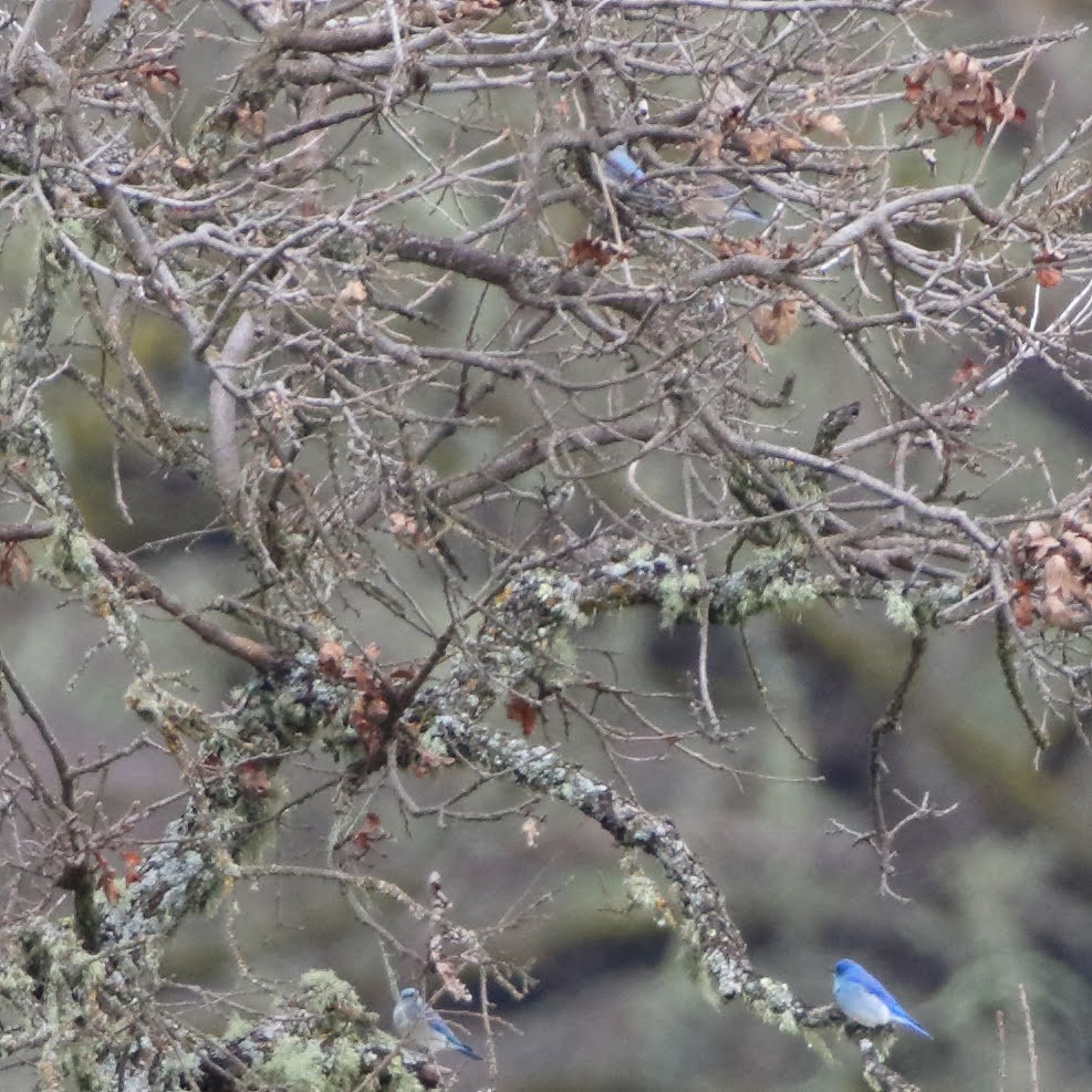 Mountain Bluebird - ML308308921