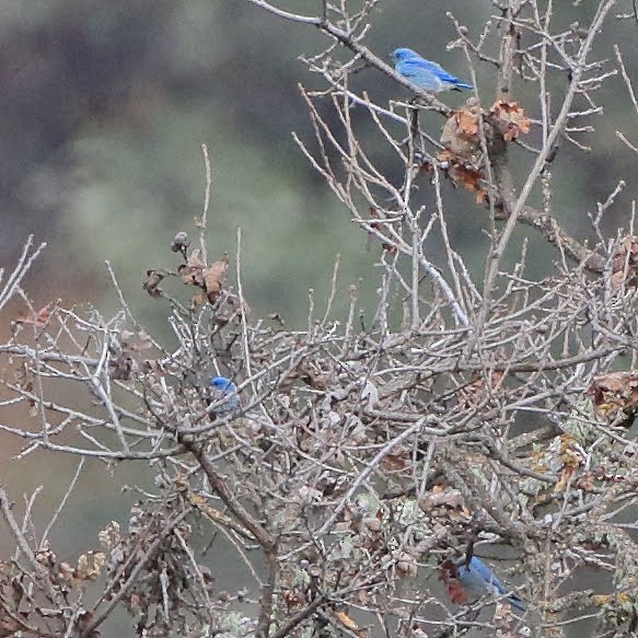 Mountain Bluebird - ML308308931