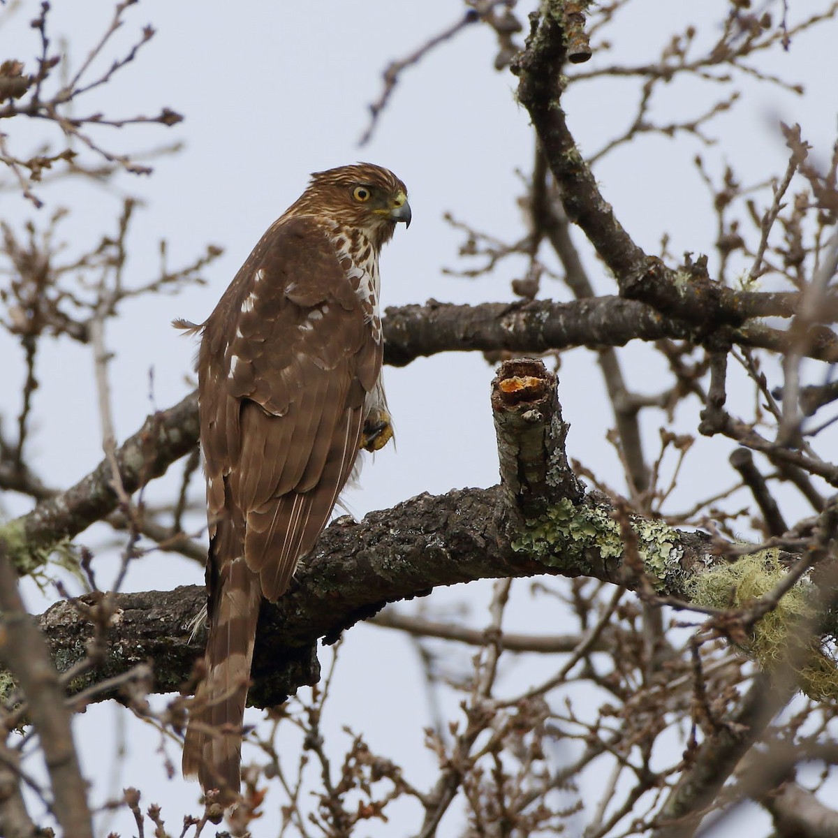 Cooper's Hawk - ML308309121