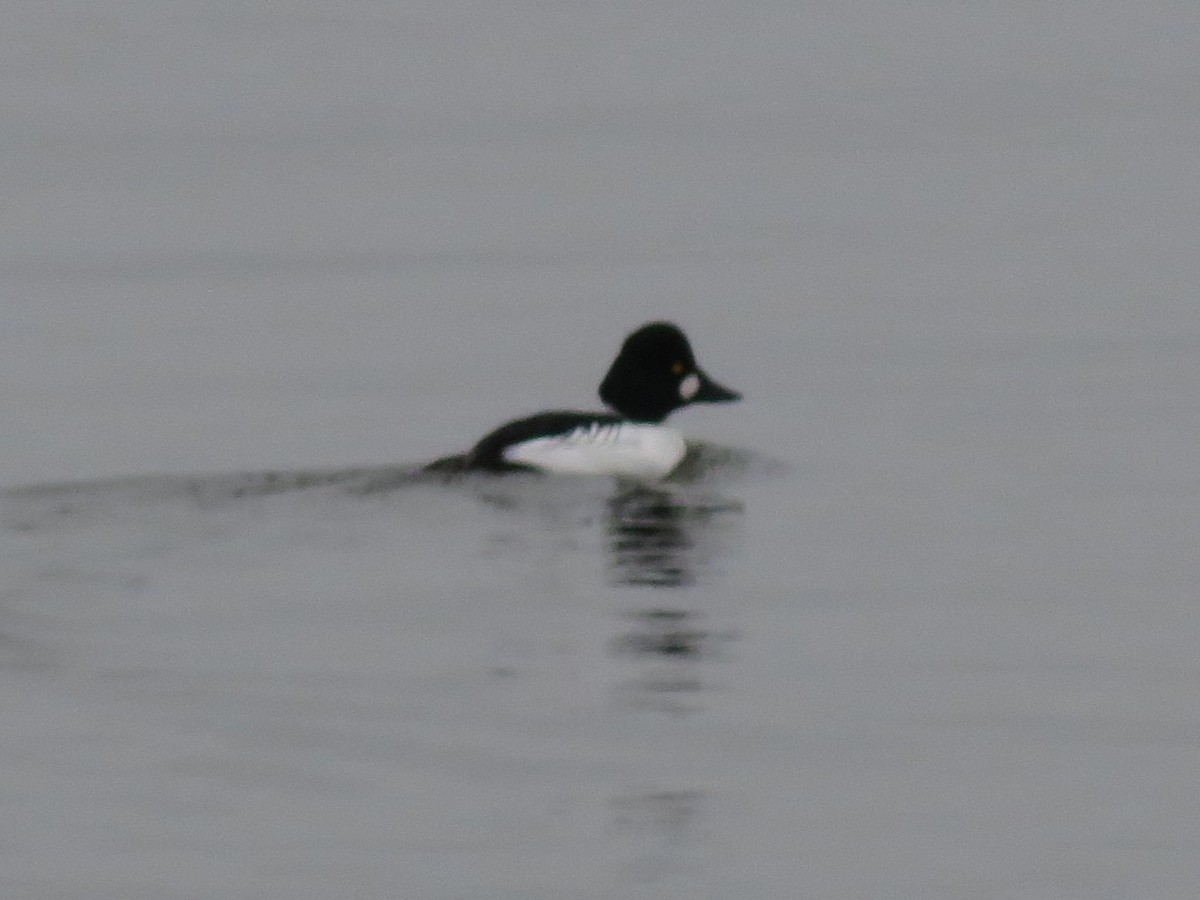 Common Goldeneye - ML308309181