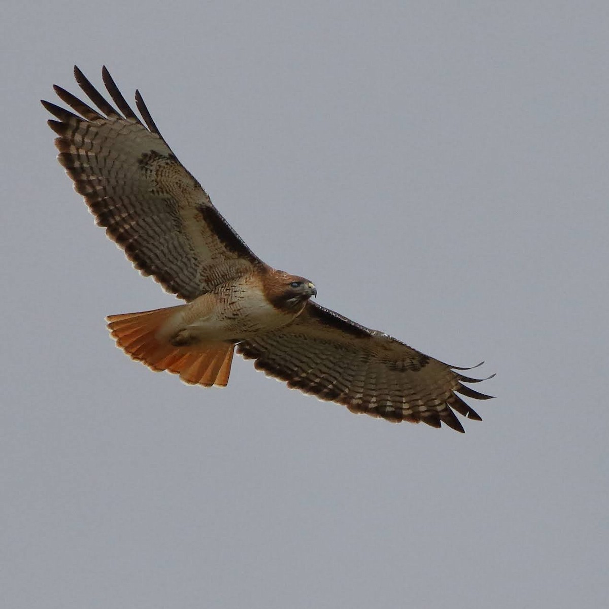 Red-tailed Hawk - ML308309411