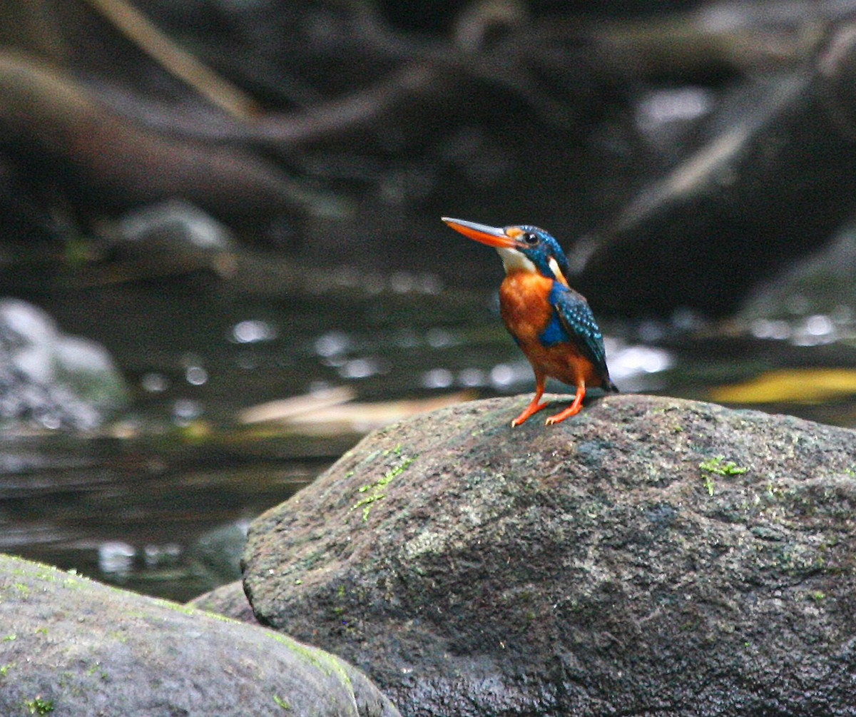 Martin-pêcheur à poitrine bleue - ML308310031