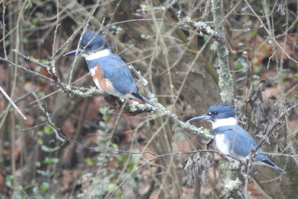 Belted Kingfisher - ML308310431