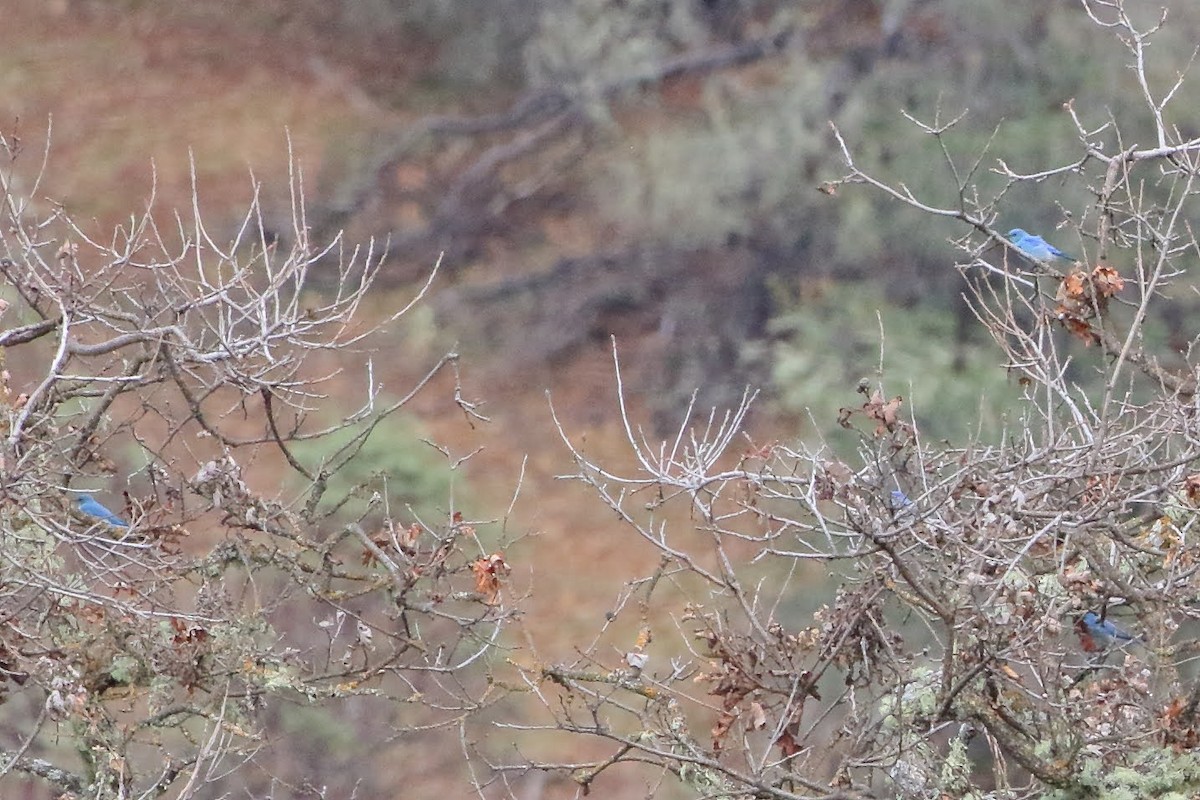 Mountain Bluebird - ML308310601