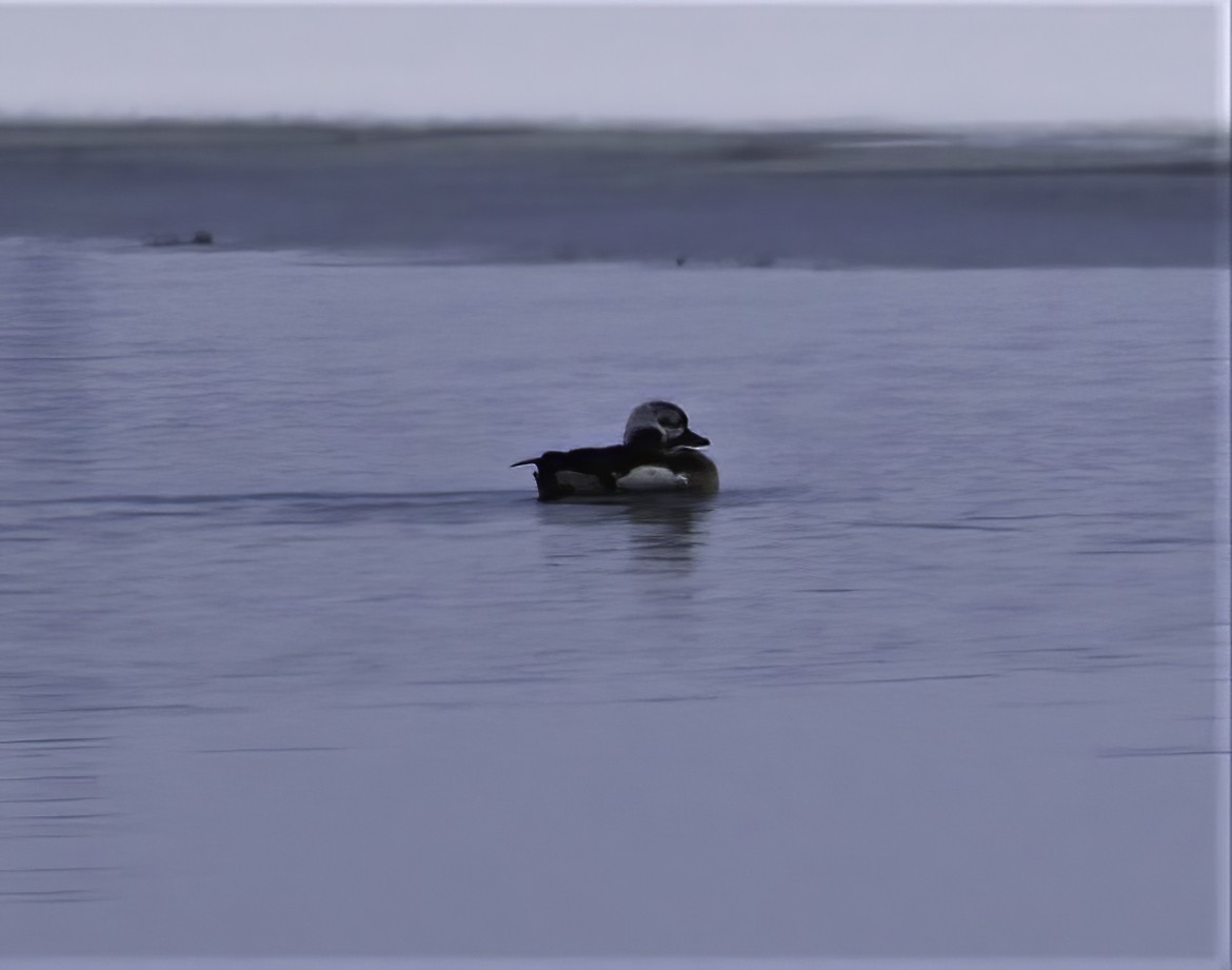 Long-tailed Duck - ML308311721