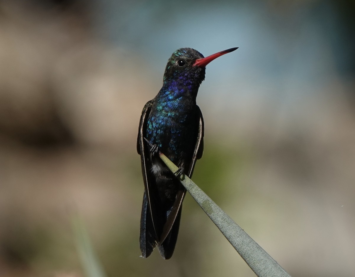 Colibrí Piquiancho de Guerrero - ML308313161