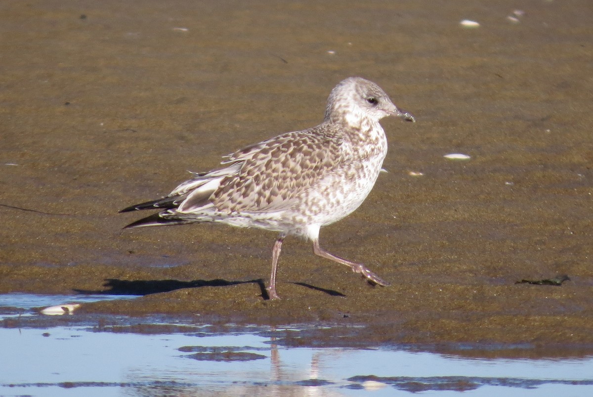 Ring-billed Gull - Josh Fecteau