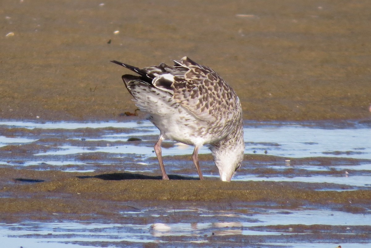 Ring-billed Gull - ML30831401