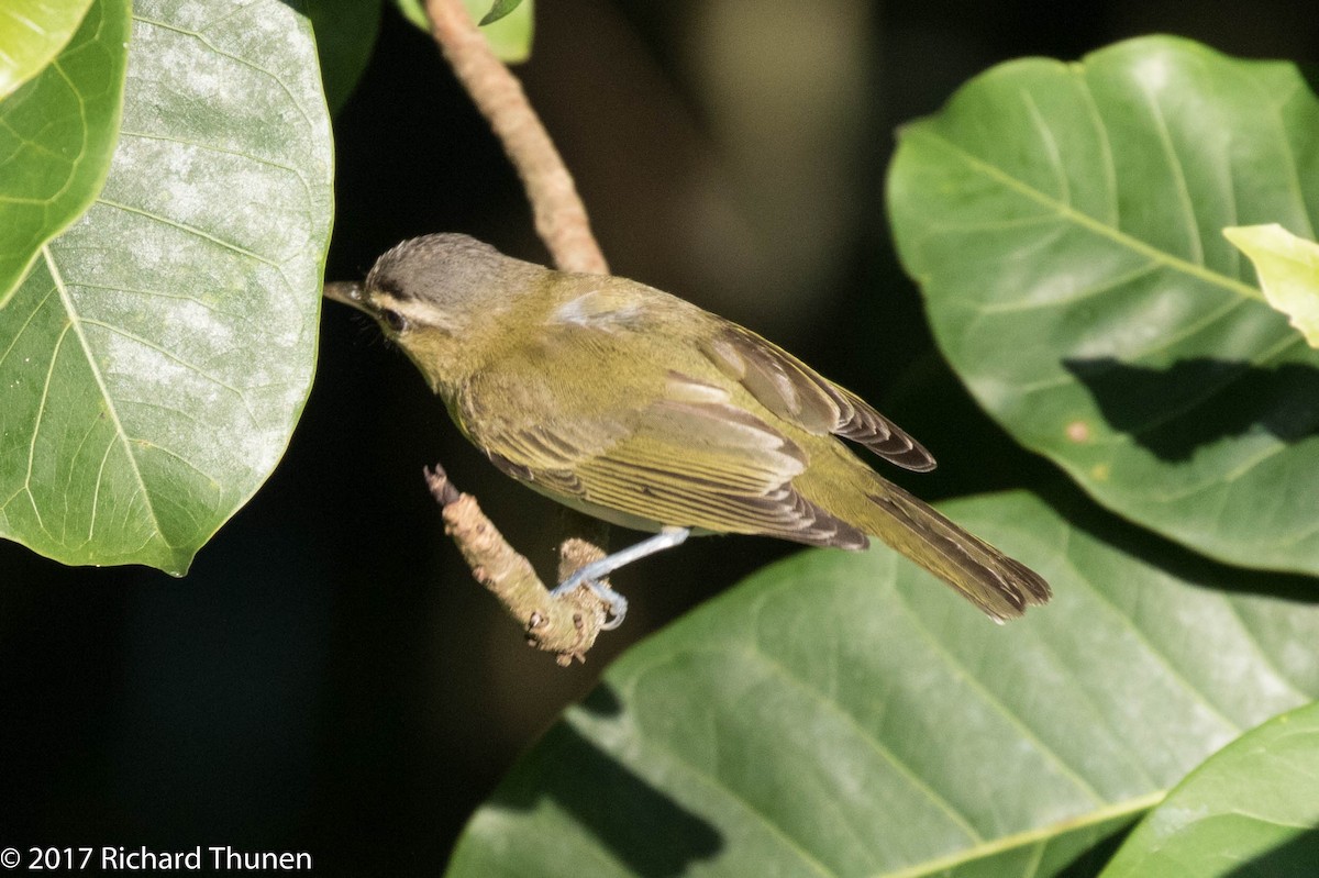 Vireo Chiví - ML308314121