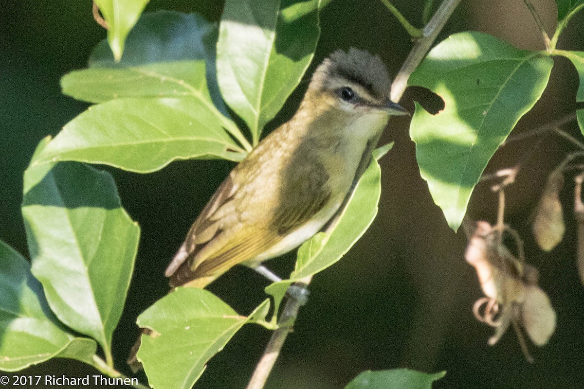 brunøyevireo - ML308314141