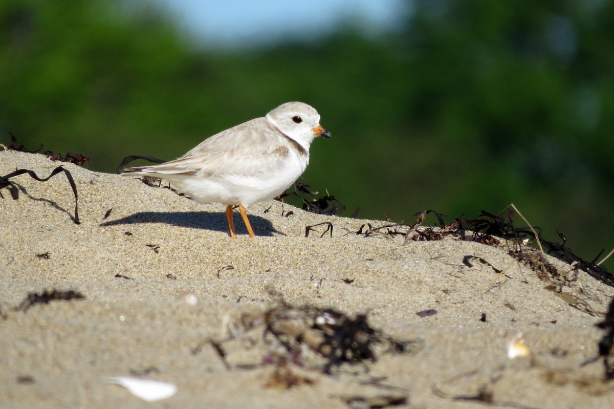 Piping Plover - Josh Fecteau