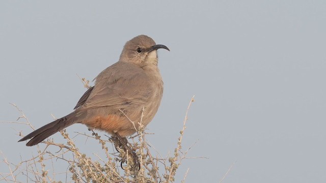 LeConte's Thrasher - ML308315001