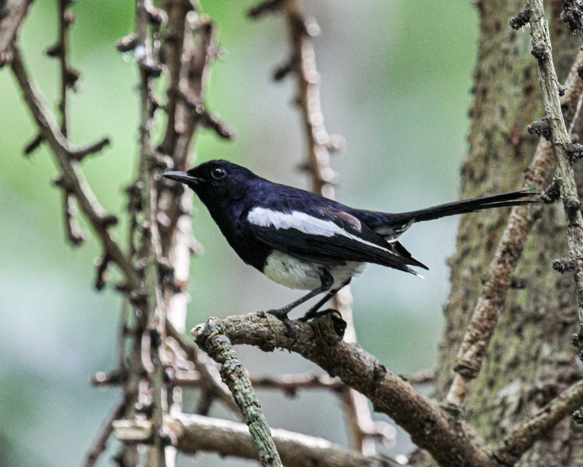 Philippine Magpie-Robin - ML308315511