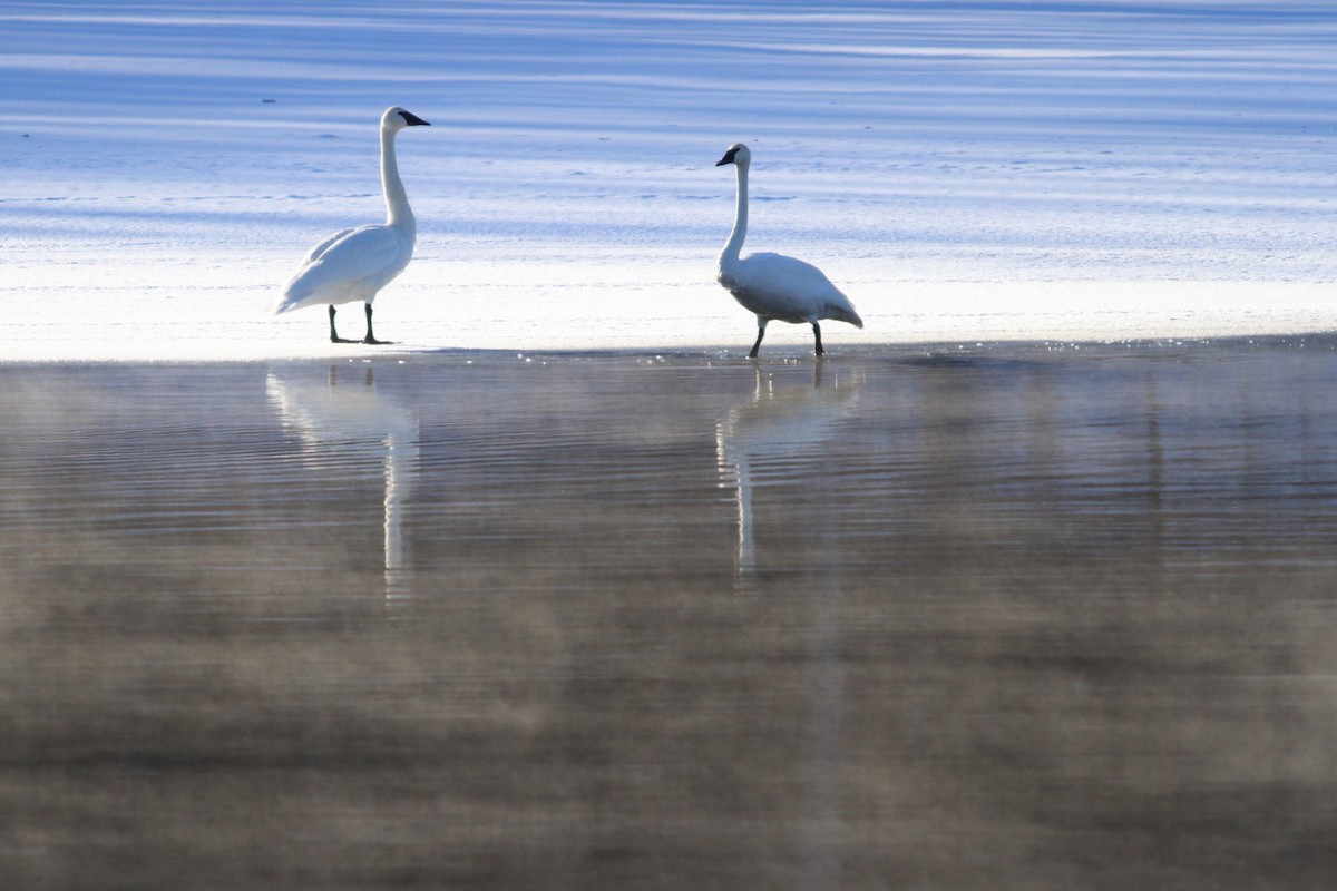 Trumpeter Swan - ML308316211