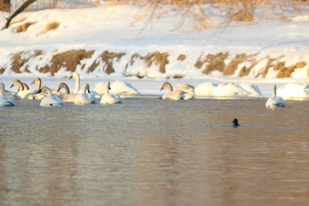 Ring-necked Duck - Brian  Collins