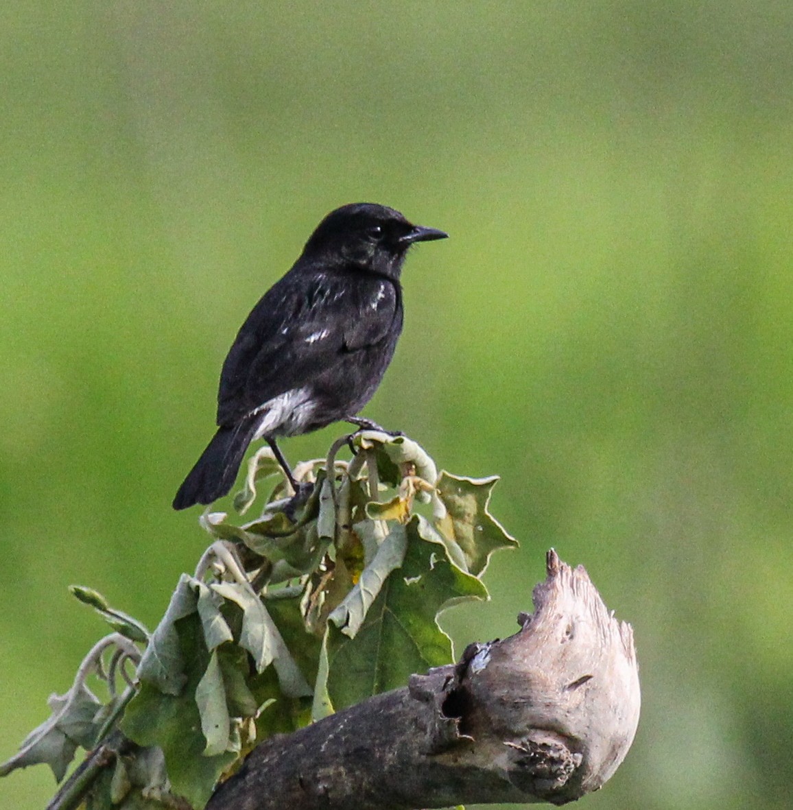 Pied Bushchat - ML308318591