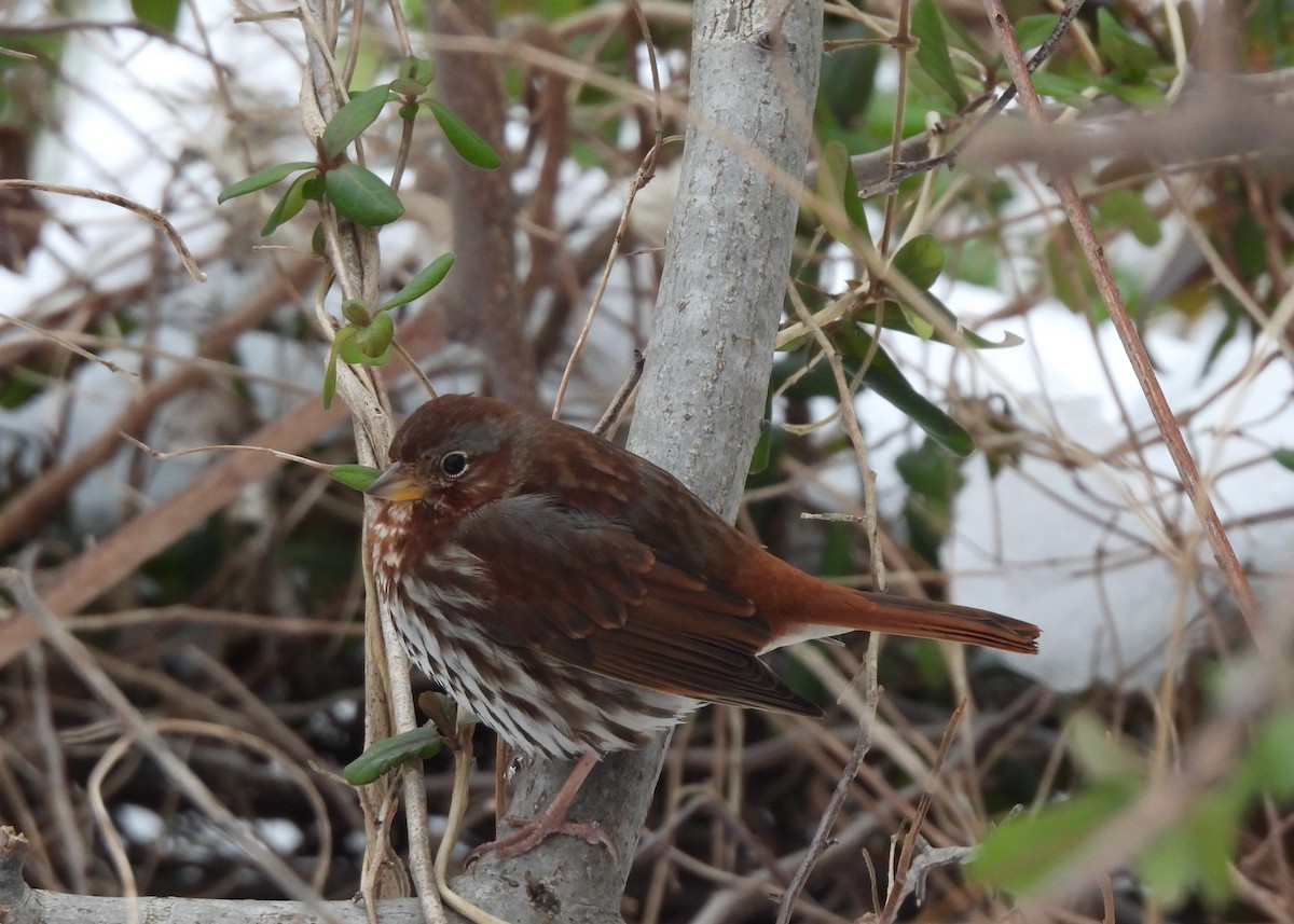 Fox Sparrow - ML308318741