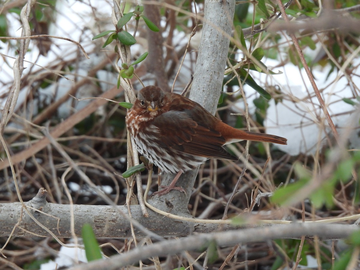 Fox Sparrow - ML308318761