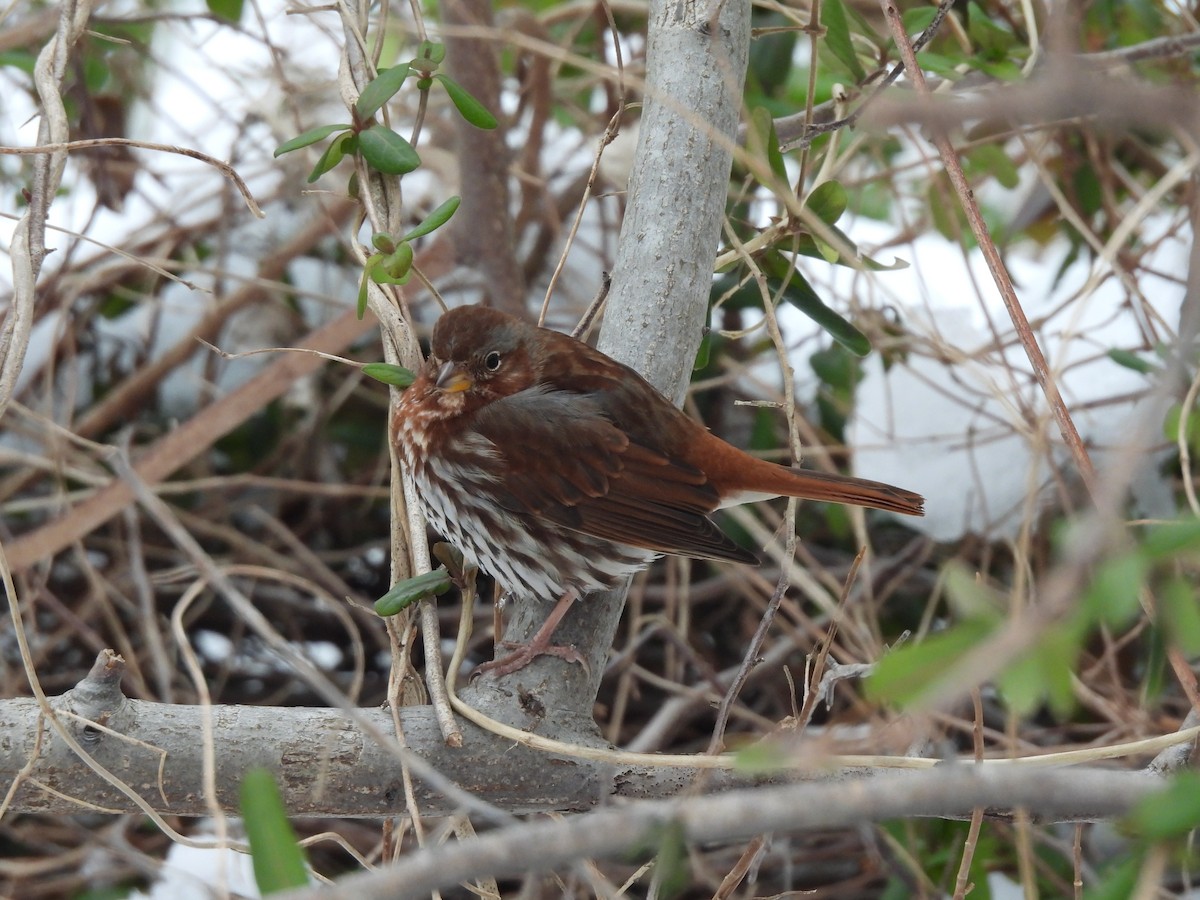 Fox Sparrow - ML308318771