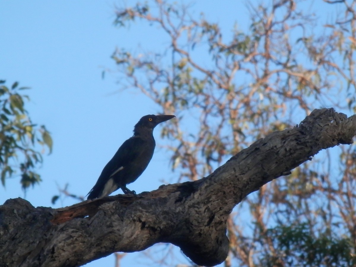 Pied Currawong - ML308319111