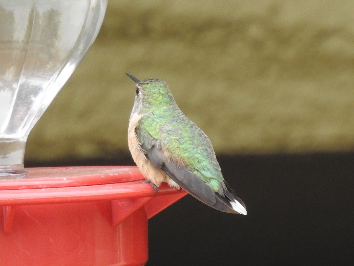 Широкохвостый колибри - ML308320601