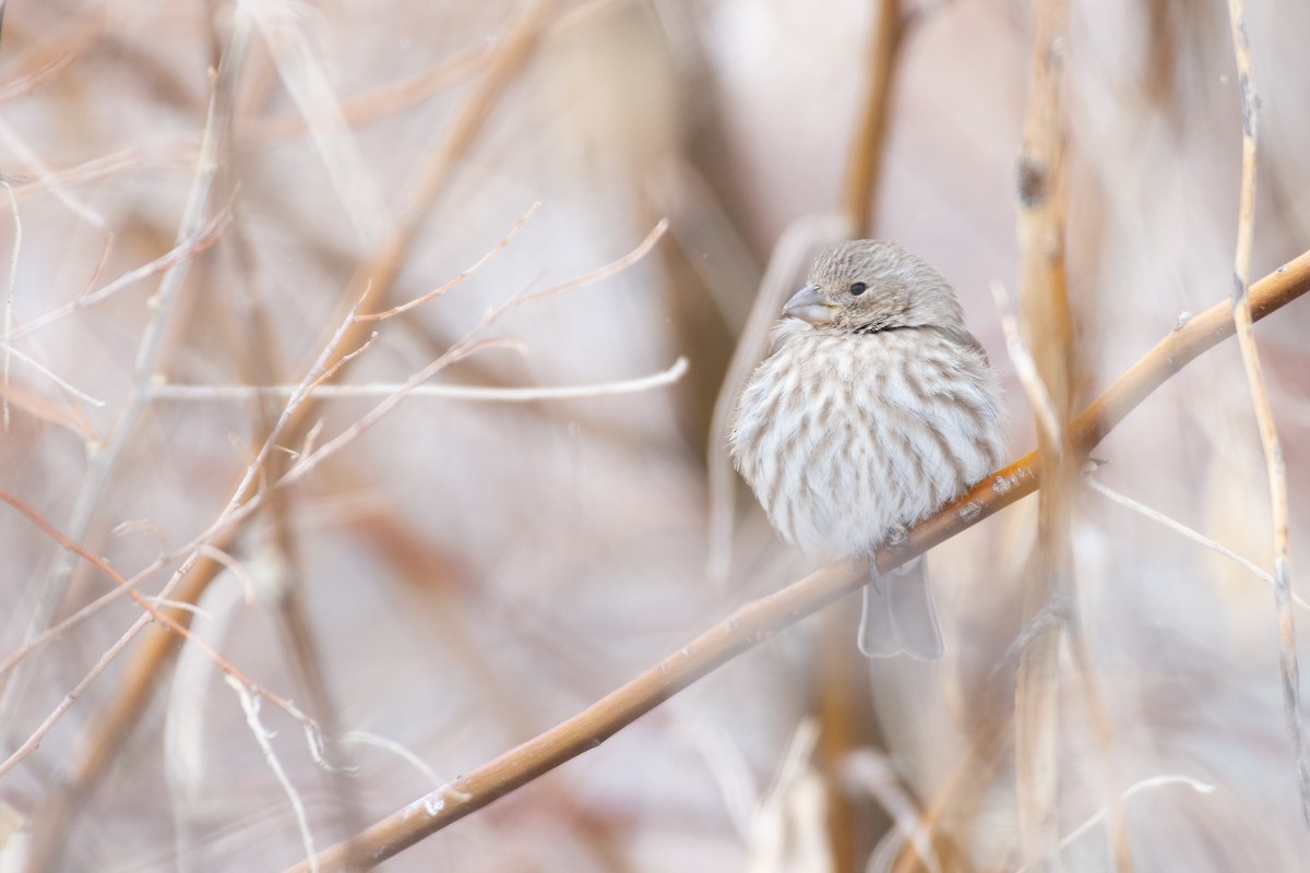 House Finch - ML308320851