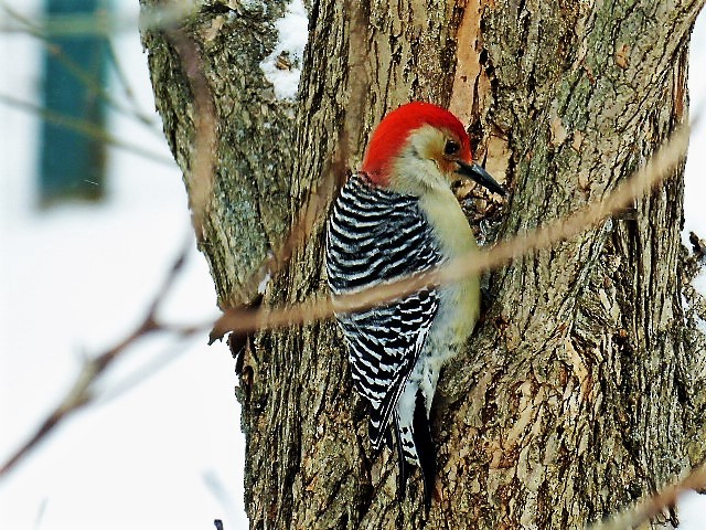 Red-bellied Woodpecker - ML308325641
