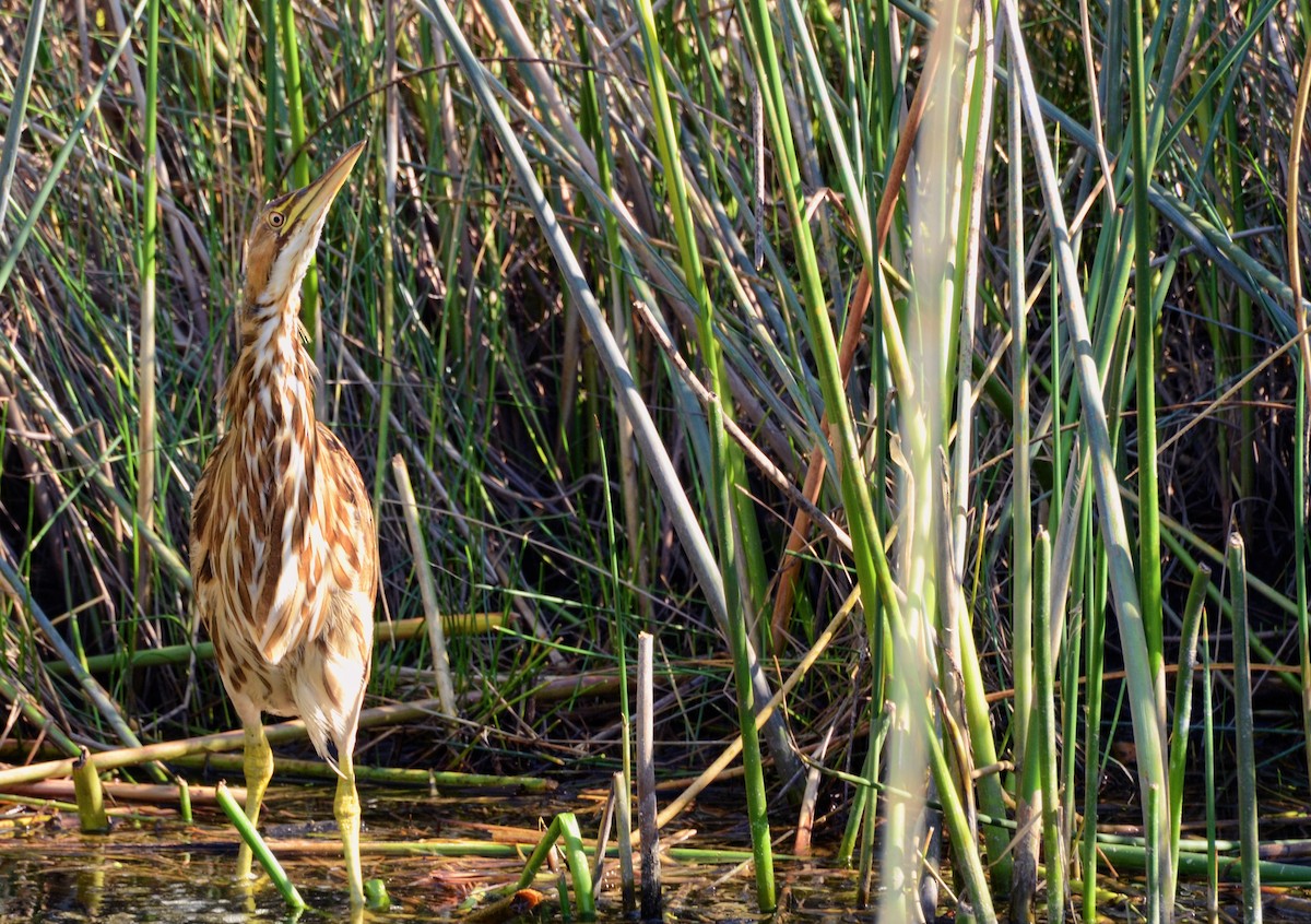 American Bittern - Annie McLeod