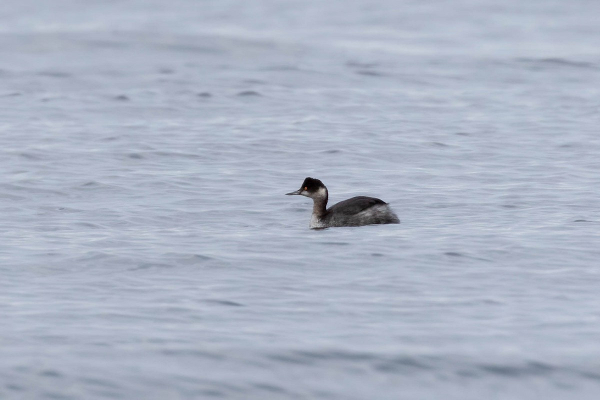 Eared Grebe - ML308326501