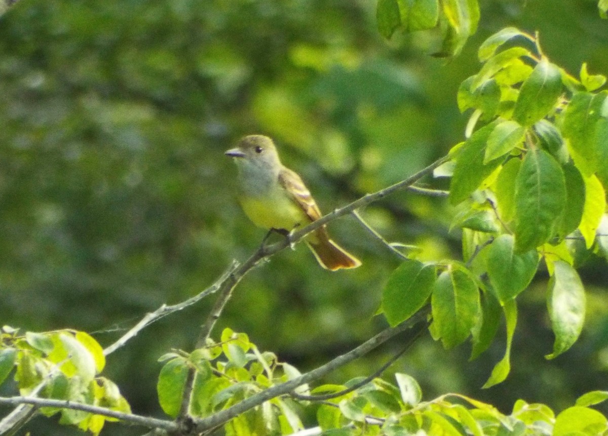 Great Crested Flycatcher - ML30832831