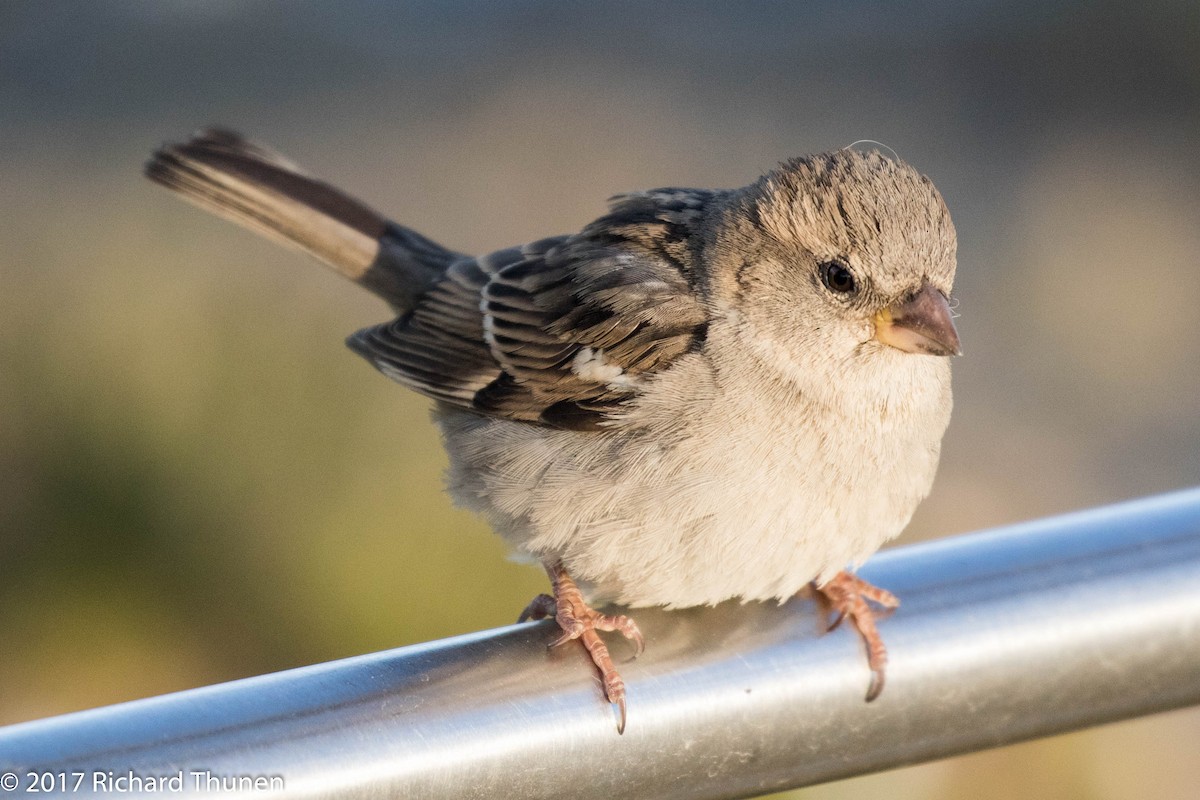 House Sparrow - Richard Thunen