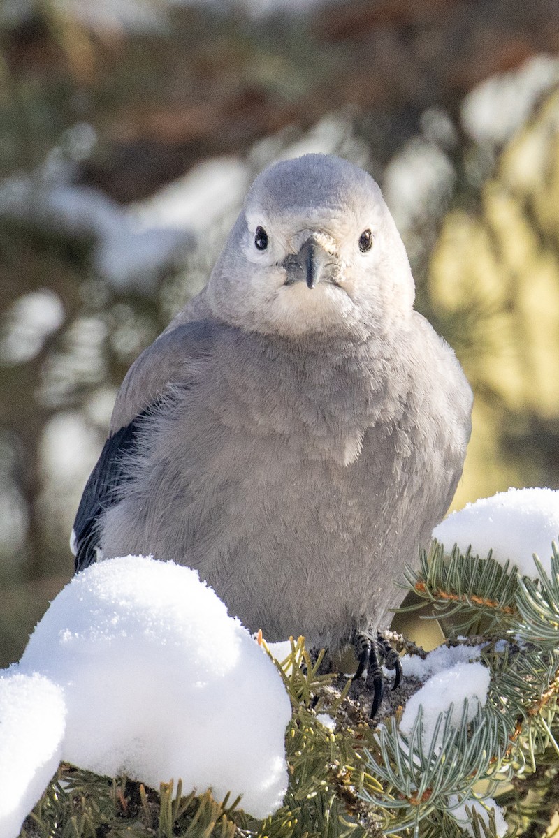 Clark's Nutcracker - ML308331011