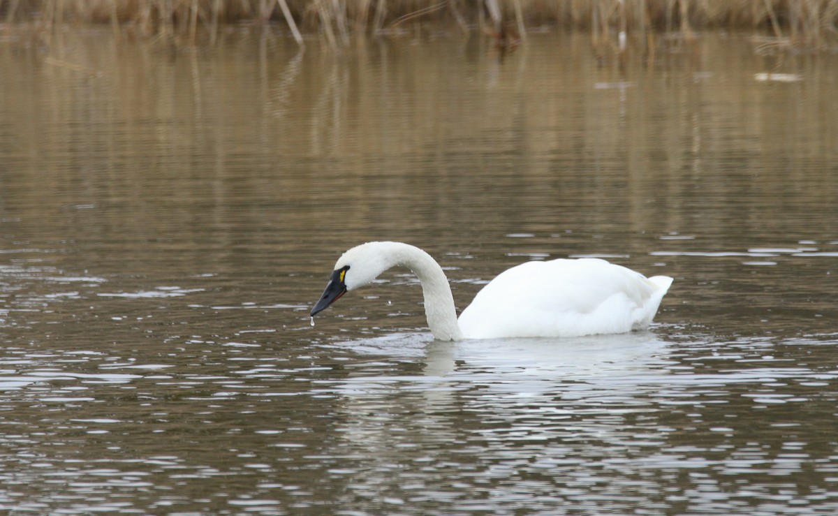 Tundra Swan - ML308331771