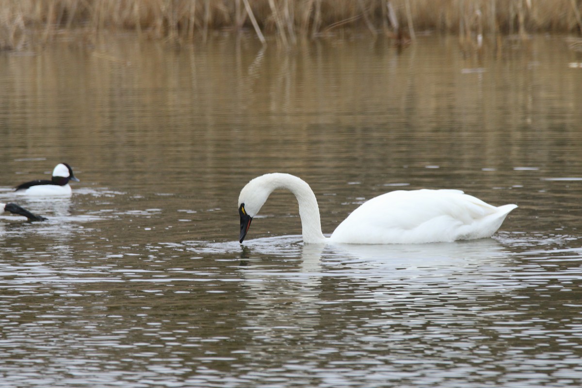 Tundra Swan - ML308331821