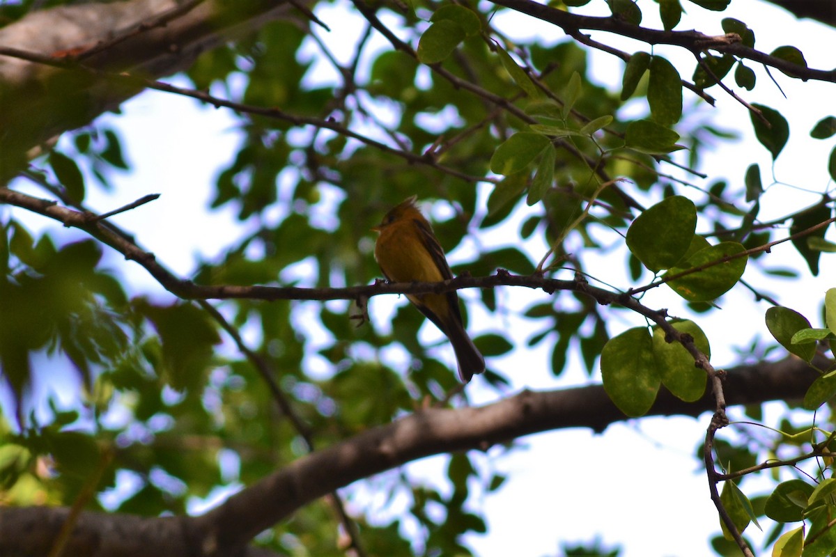 Tufted Flycatcher - Germán Leyva García