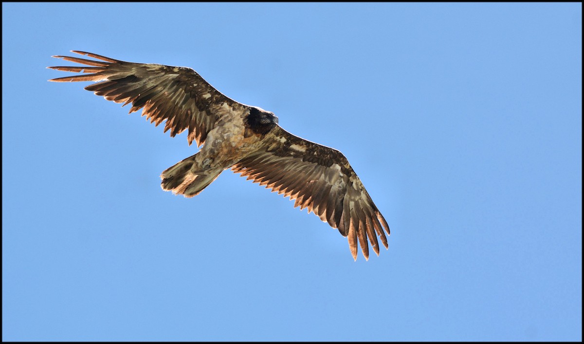 Bearded Vulture - Serge Wolf