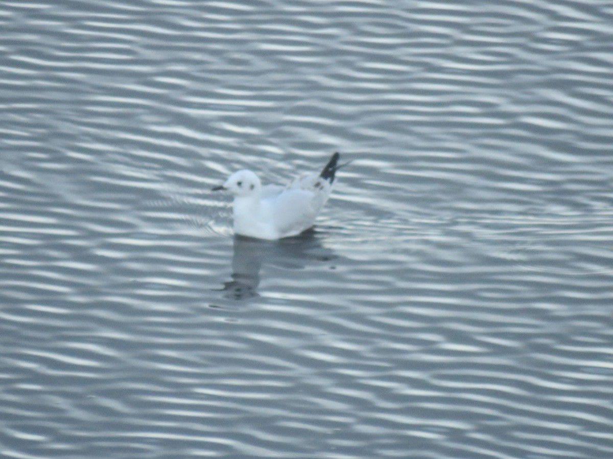 Andean Gull - ML308332471