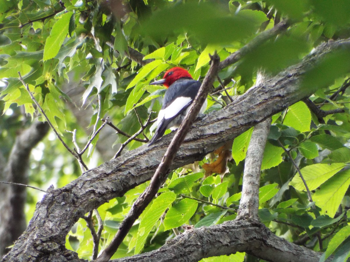 Red-headed Woodpecker - ML30833261