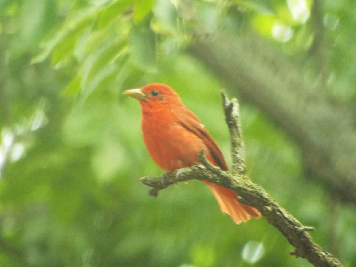 Summer Tanager - ML30833351